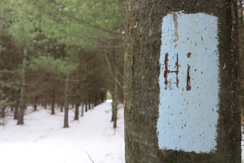 Hi! I'm a BTM! (Blaze on the new section of Tunxis Trail, north of route 4.)