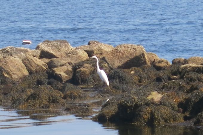 What's up, Egret?