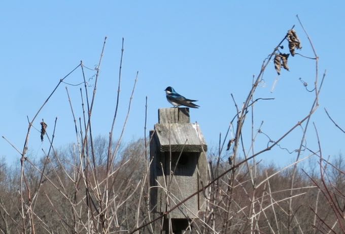 A black-throated blue warbler!