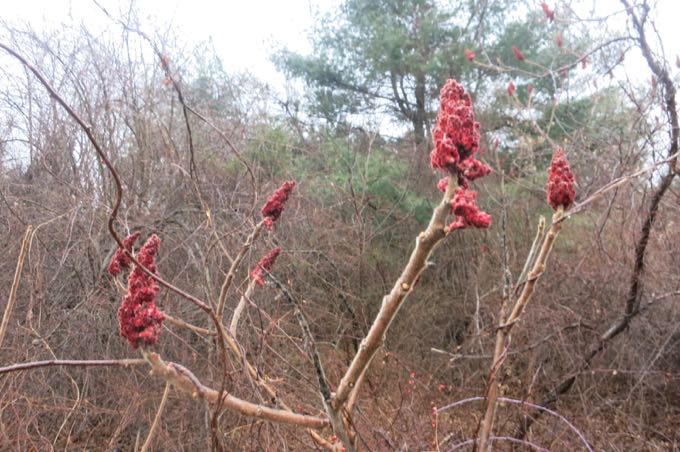 Color in February - sumac in the Van Otterloo Preserve