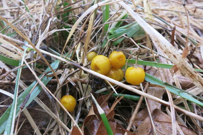 Poisonous color in February, Solanum carolinense, the Carolina horsenettle