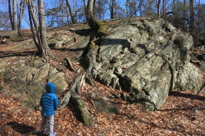 Calvin, rightly fascinated with a tree "growin' outta a rock!"