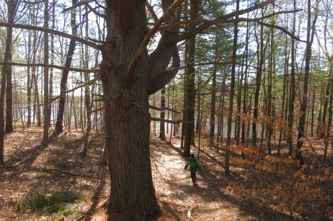 Massive red pine near route 89