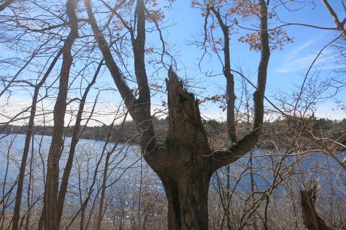 They both thought this tree looked "like a monster"