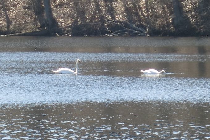 And there were swans here too