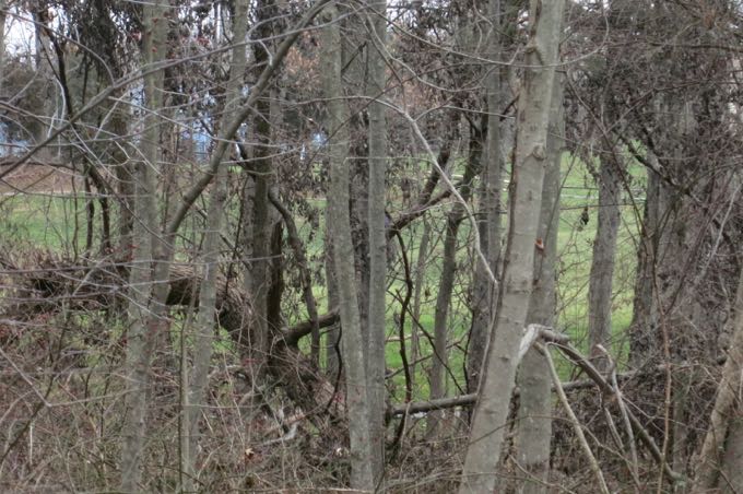 Golf course through the trees