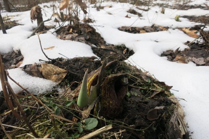 Skunk cabbage. In February. 