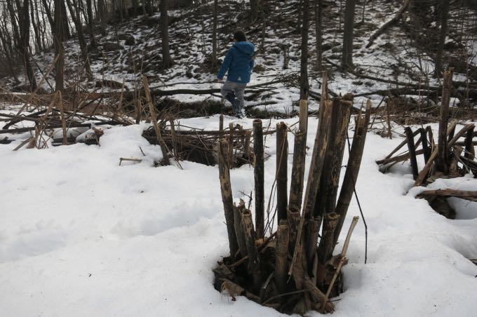 This is not how you kill Japanese knotweed, by the way. Not at all. 