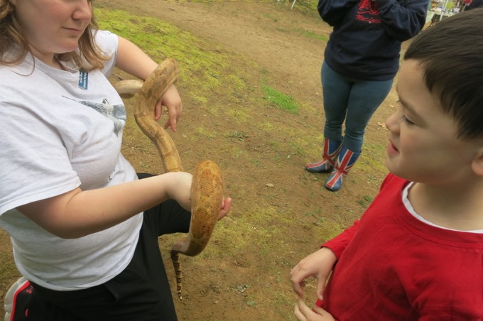 This is some sort of Panamanian snake that no longer exists in the wild.