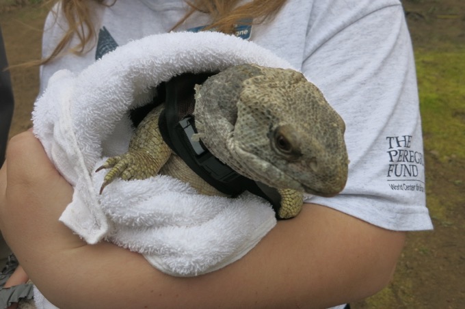 Monitor lizard