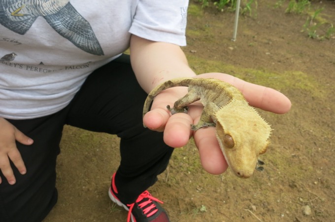 Eye-licking gecko. (I think it's an eyelash-crested gecko.)