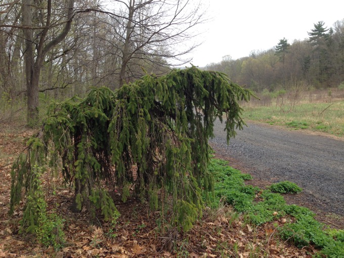 Out of place weeping cypress