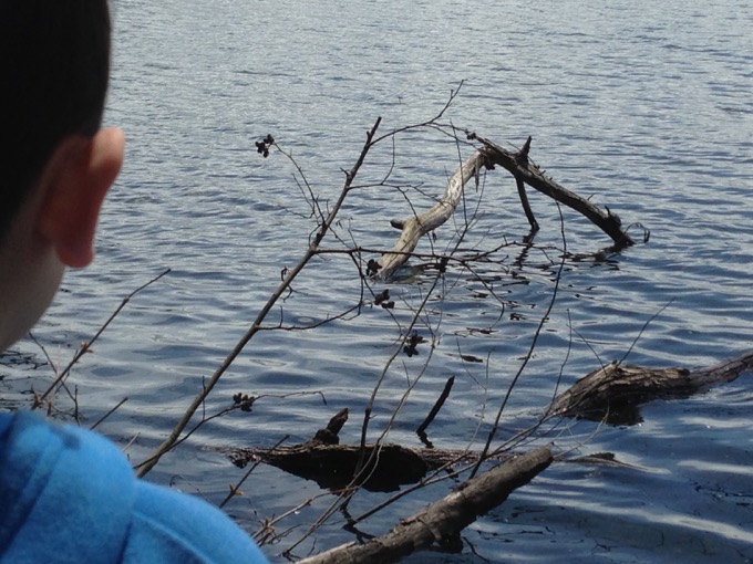 You can see one turtle left; right-hand side of the upper right-hand stick.