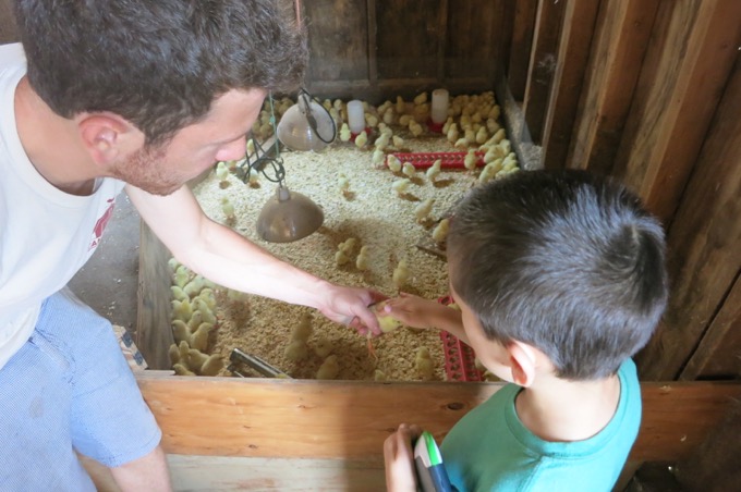 My son petting some future food.