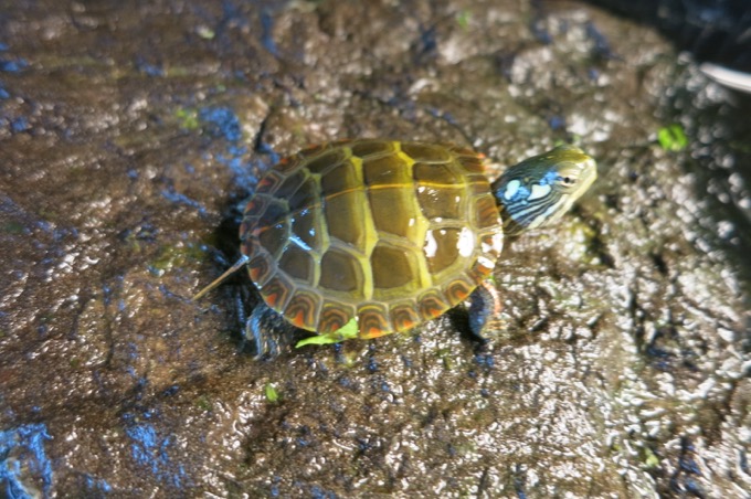 There were baby turtles. 