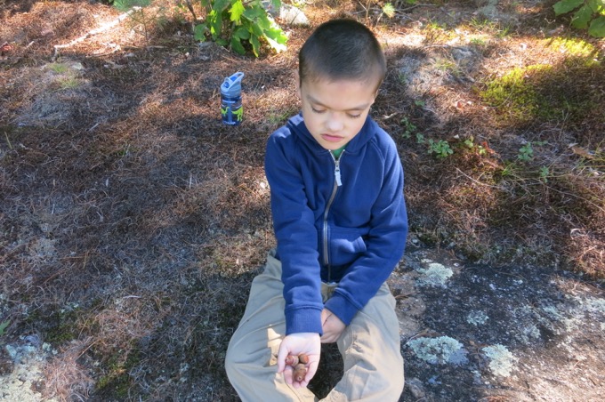 Oh yeah, collect some acorns too.