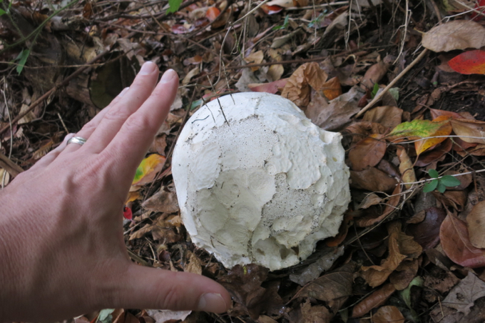 A giant puffball