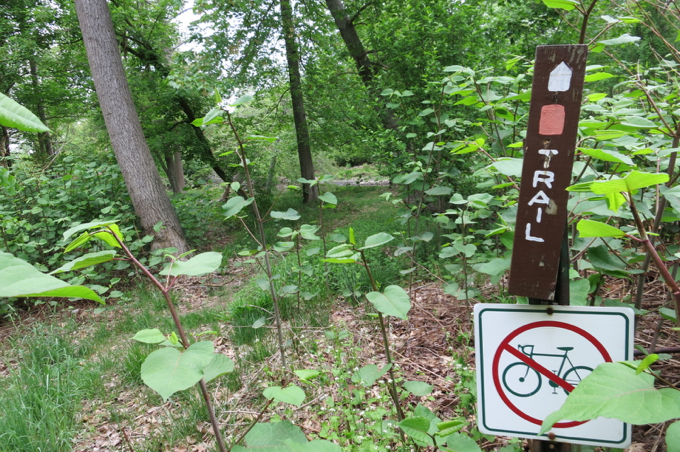 Here's the other end of the trail - reached in about the same amount of time it took you to read this page down to this point. (More knotweed, by the way.)