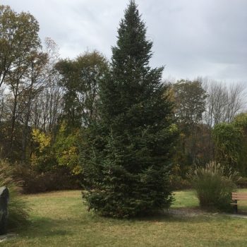 Site of First Christmas Tree in US