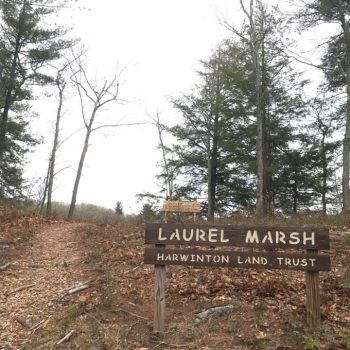 HLT: Laurel Marsh