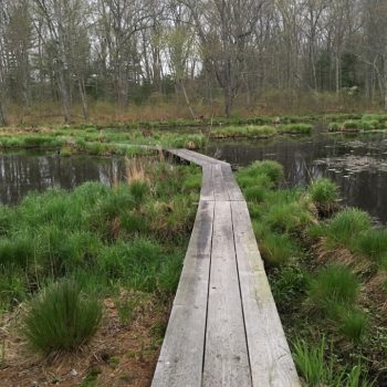 HLT: Bull Pond Preserve