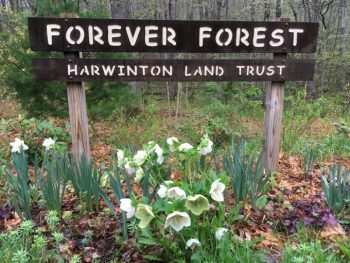 HLT: Forever Forest