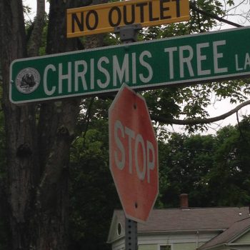 Chrismis Tree Lane