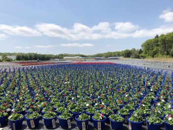Bedding Plant Capital of Connecticut