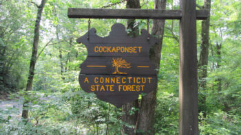 Cockaponset State Forest Intro
