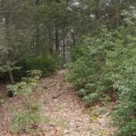 New Roxbury Land Trust