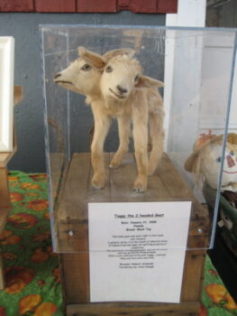 Toggy the Two-Headed Goat (Gone)
