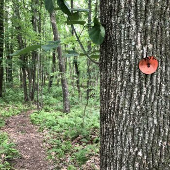 Tolland’s Town Trails