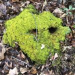 NRLT: Manchester Field and Woods